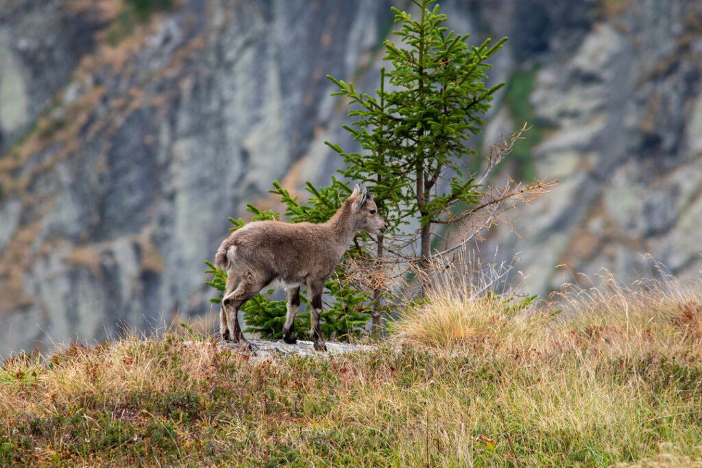 Bouquetin dans le parc national de la Vanoise