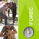 Logo IFOREC